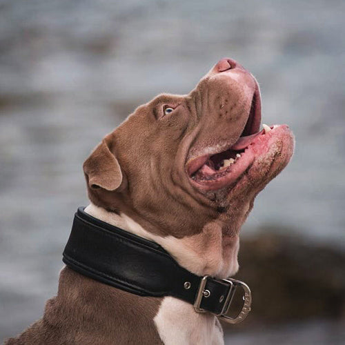 Classic Black Collar