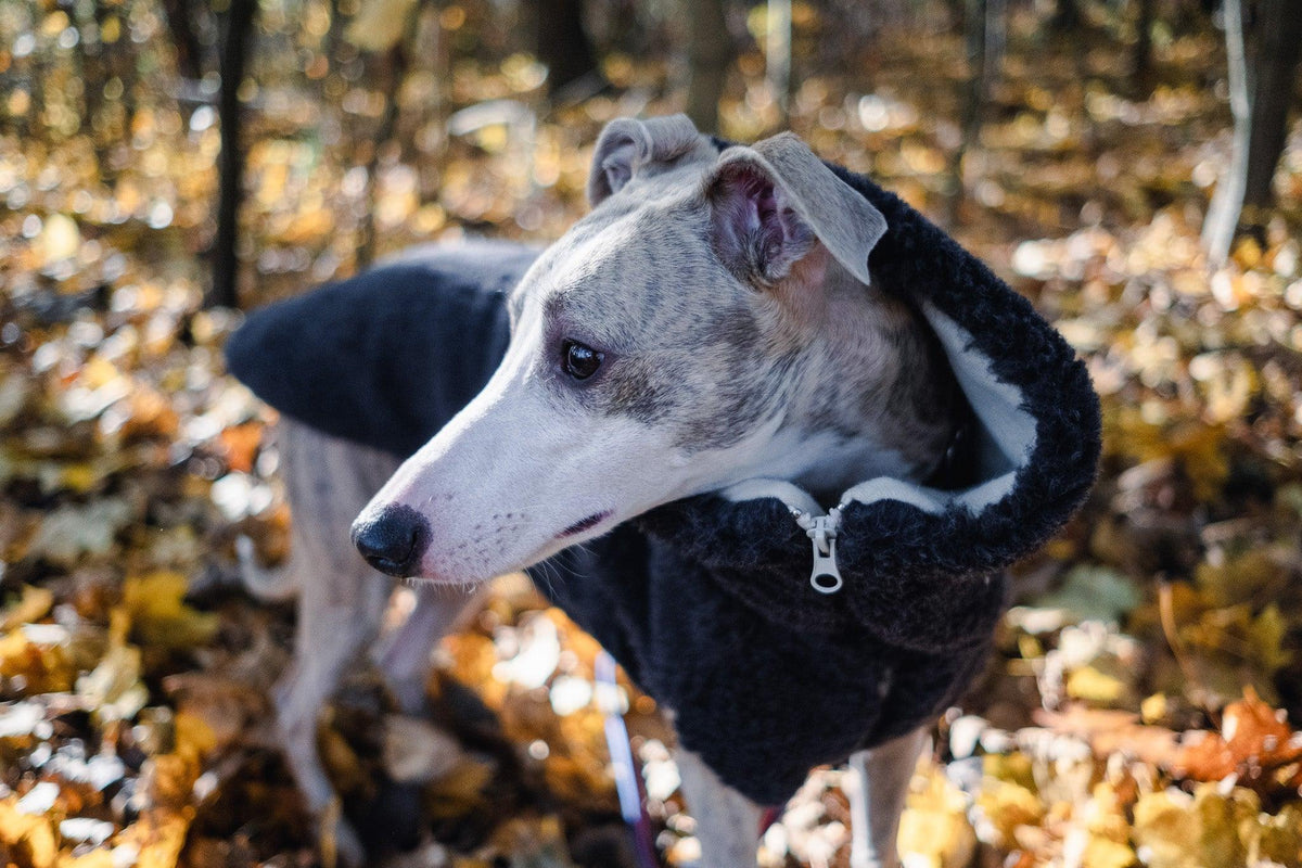 Teddy Wool Dog Vest – Charcoal