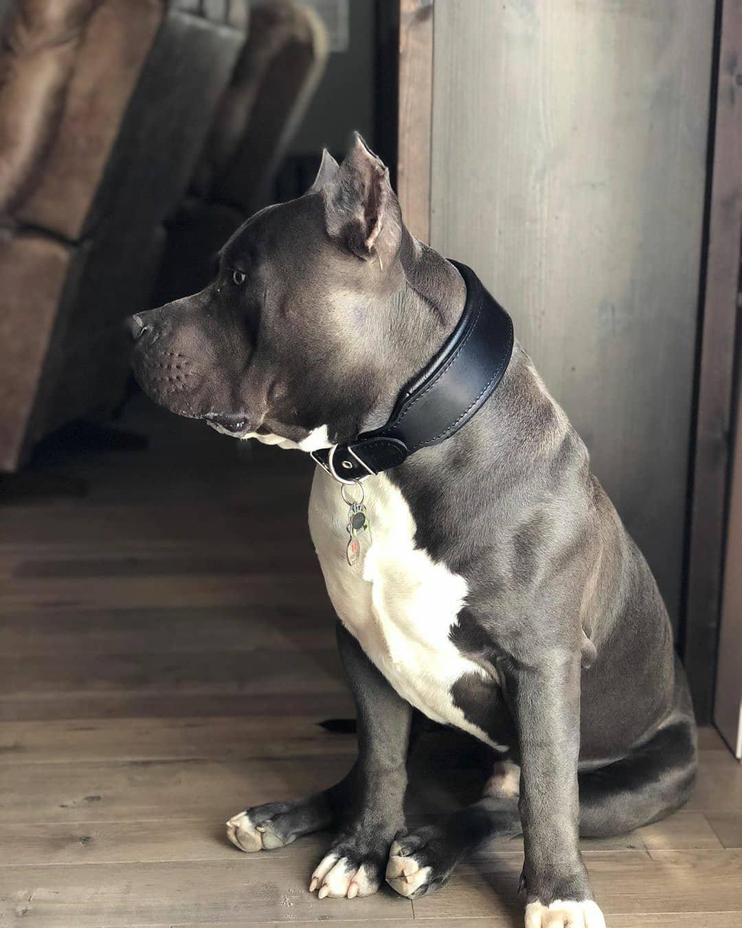 Classic Black Collar